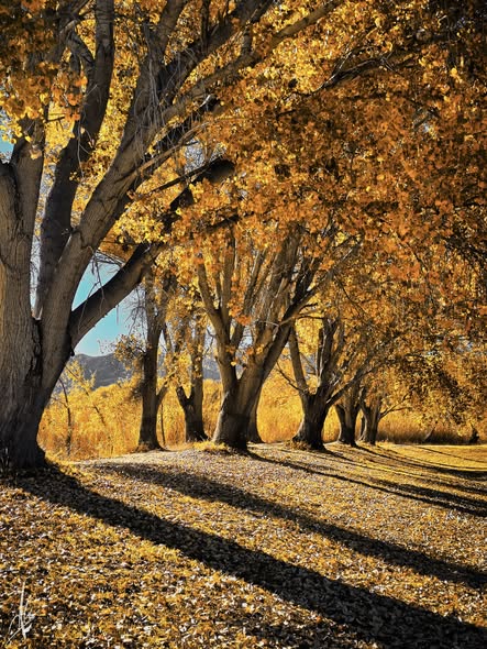 anthony citro dead horse st park.jpg